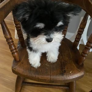 Meet your Posher, Susan